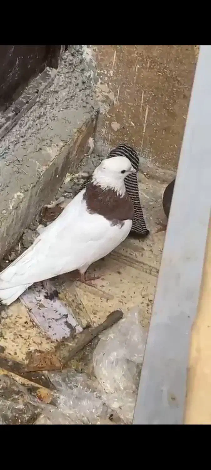 پرنده|پرنده|یاسوج, |دیوار