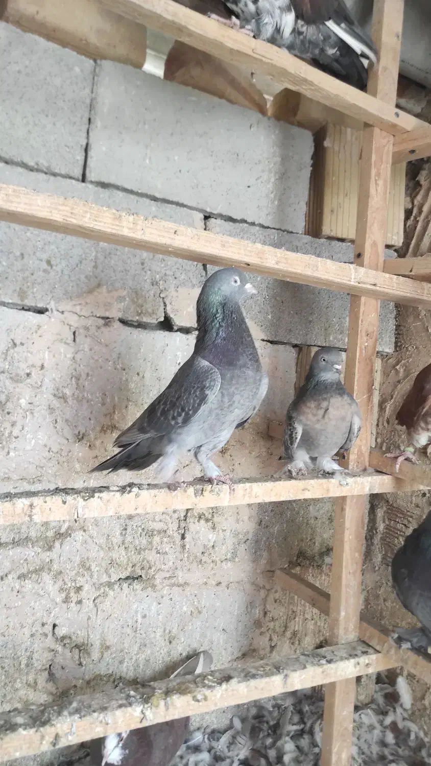 کبوتر ترکیه|پرنده|نوشین شهر, |دیوار