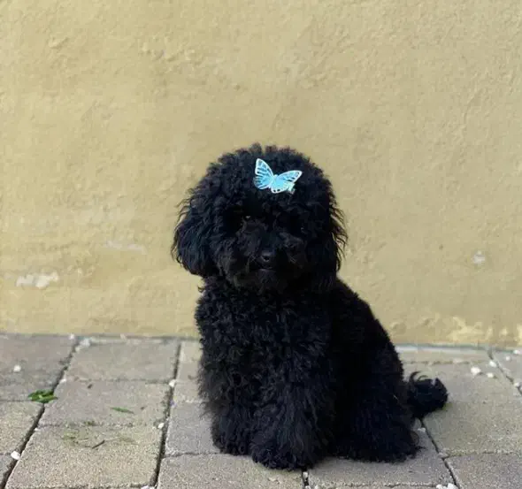 سگ توی پودل ماده باکیفیت و سایز اورجینال|سگ|کرج, باغ سیب|دیوار