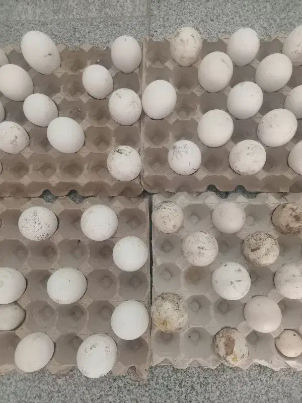 تخم غاز|حیوانات مزرعه|رشت, آتشگاه|دیوار