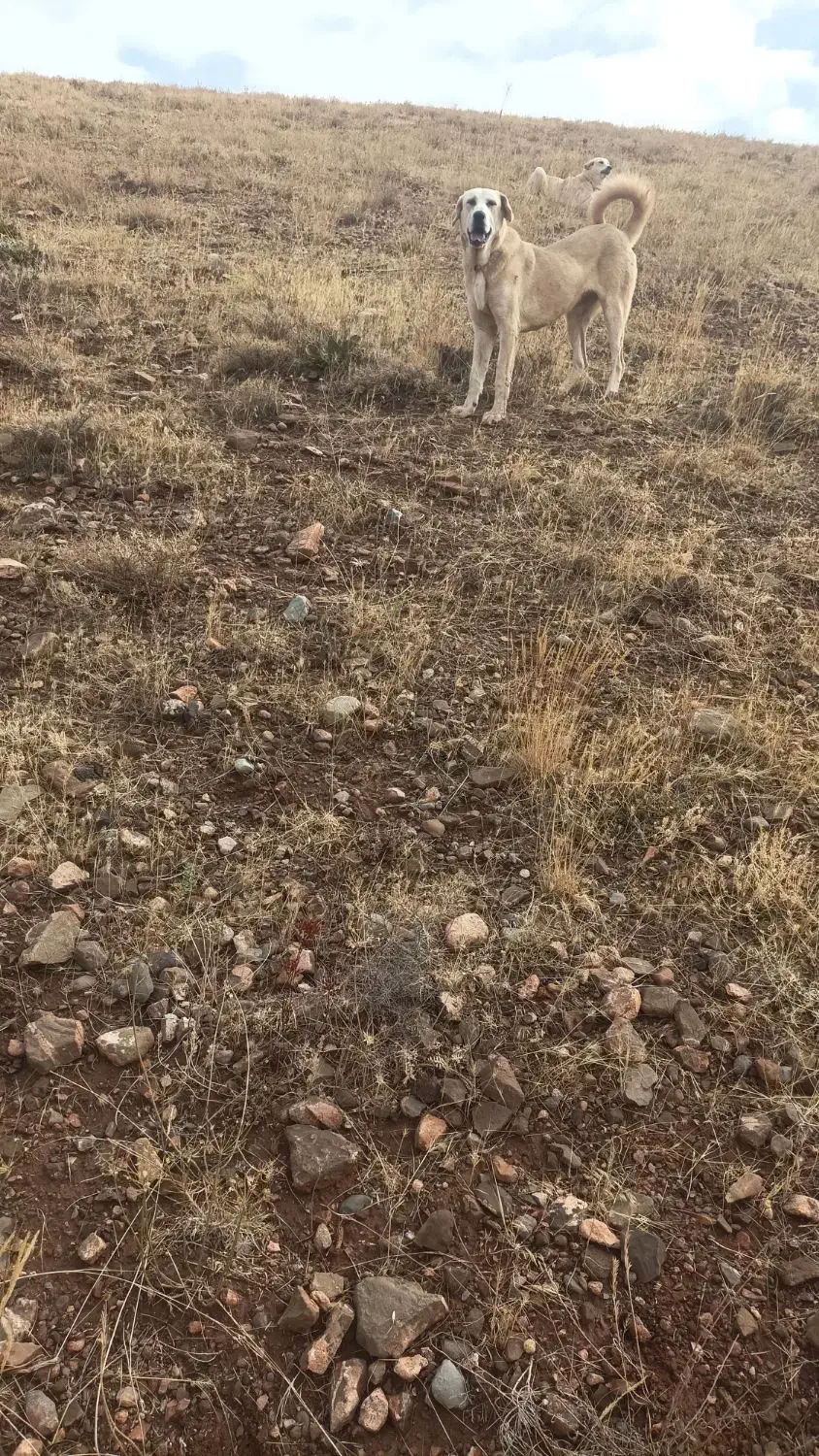 سگ عراقی|سگ|خواجه, |دیوار