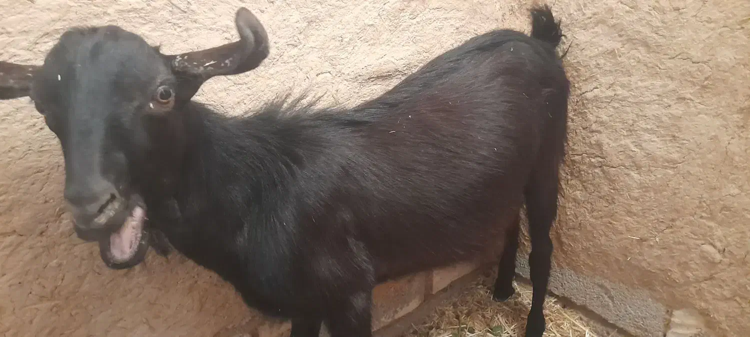 معاوضه ای گوسفندوبز باهرچیزی که هم قیمتشون باشه|حیوانات مزرعه|رامشیر, |دیوار