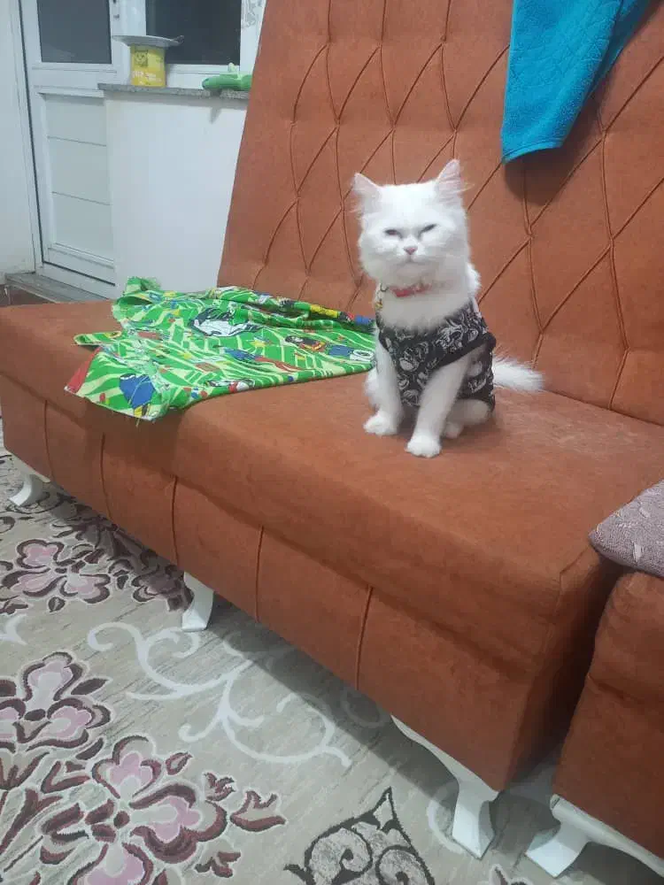 فروش گربه|گربه|بوکان, |دیوار