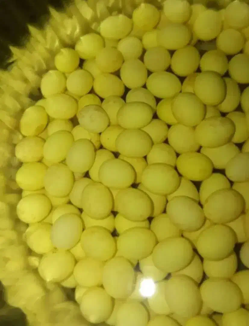 جوجه حلزون ۵ ماهه و خاویار حلزون|خزنده|ملایر, |دیوار