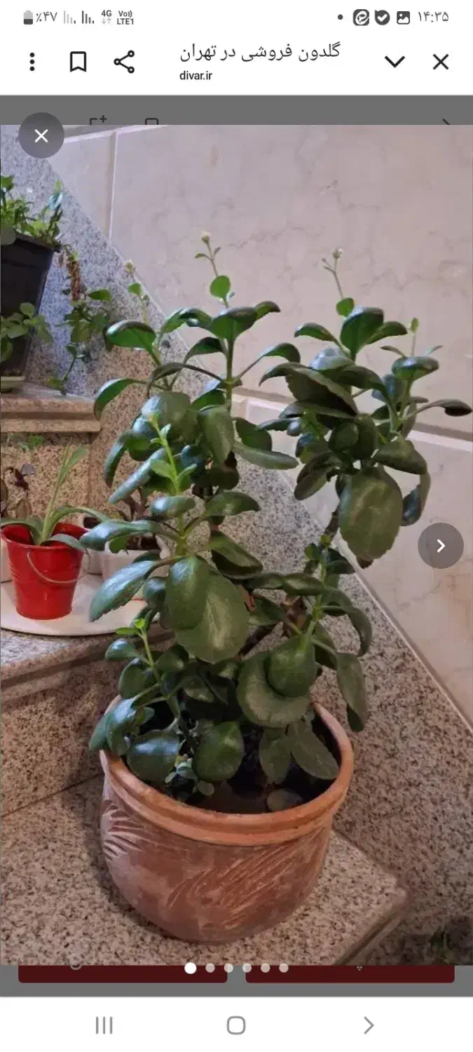 گلدون طبیعی|گل و گیاه طبیعی|تهران, سوهانک|دیوار