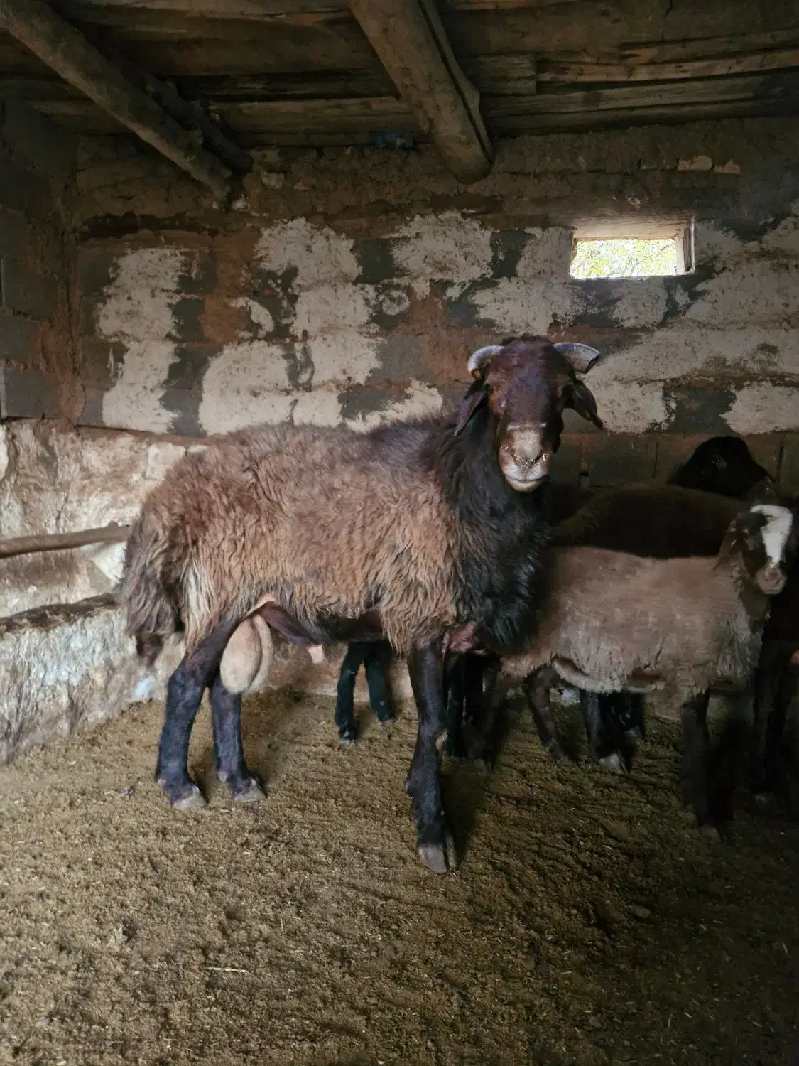 قوچ فروشی|حیوانات مزرعه|مهدی شهر, |دیوار