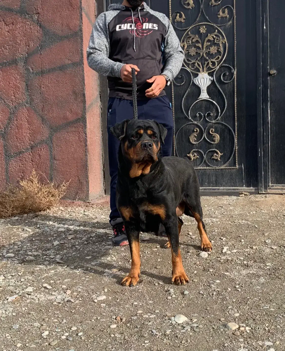 روتوایلر تیپ اروپایی|سگ|تهران, شهرک آتی شهر|دیوار