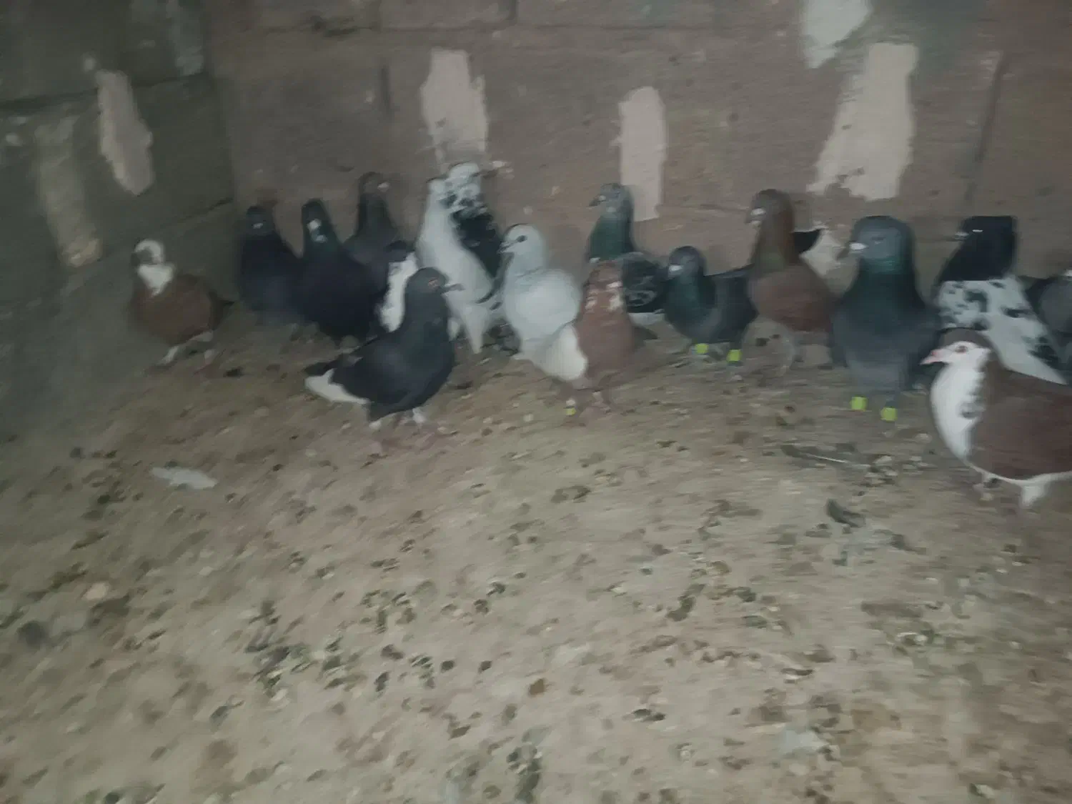 کفتر|پرنده|زرند, |دیوار