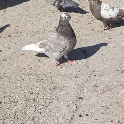 کبوتر پرشی|پرنده|زابل, |دیوار