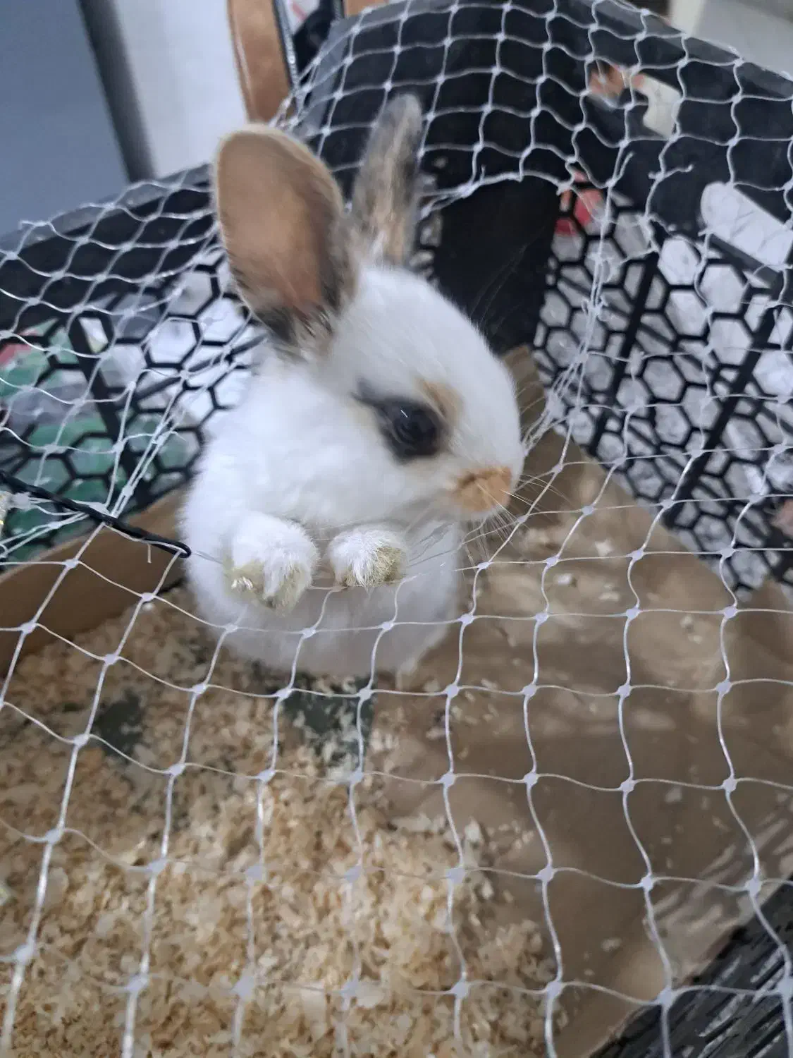 خرگوش لوپ مینیاتوری|موش و خرگوش|فردیس, فرامرزیه|دیوار