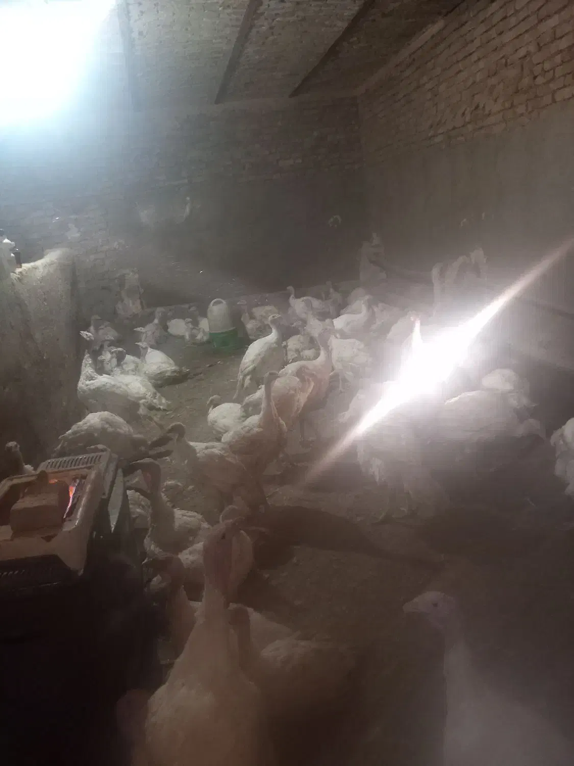 بوقلمون گوتی درجه یک|حیوانات مزرعه|سبزوار, صالح آباد|دیوار