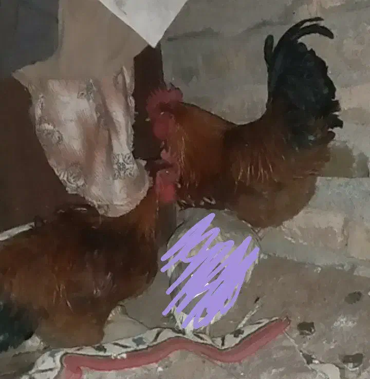 ۳تا خروس یک دورگه۲تامحلی|حیوانات مزرعه|گناباد, |دیوار