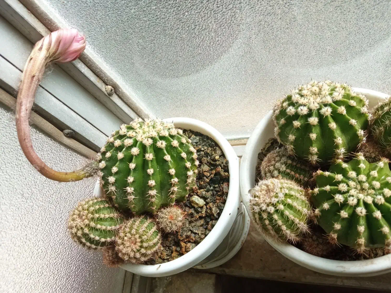 گل های زیبا و سرحال|گل و گیاه طبیعی|کرمانشاه, |دیوار