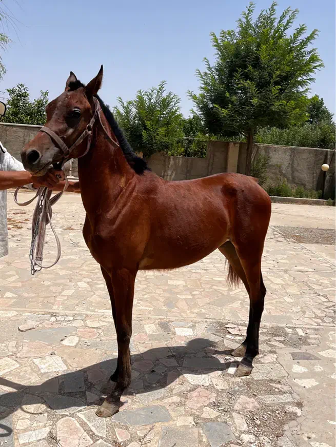 کره مادیان عرب یکسر زیبایی|اسب و تجهیزات اسبسواری|هشتگرد, هشتگرد قدیم|دیوار