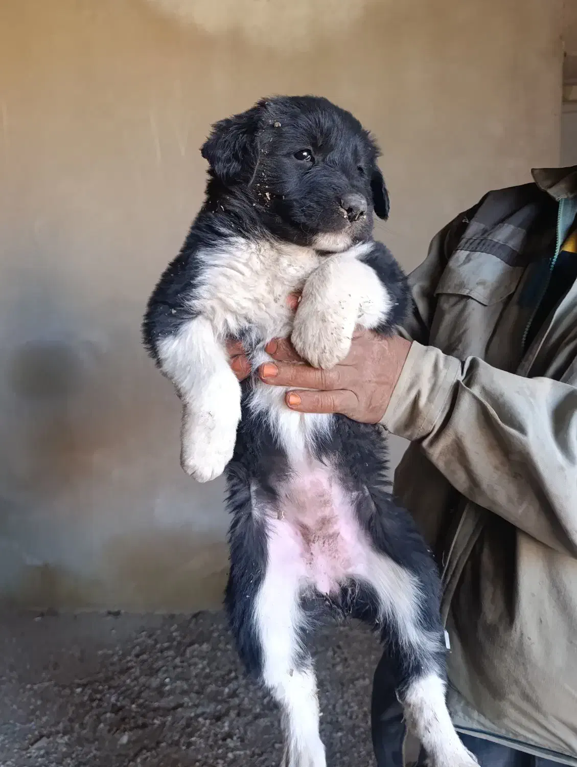 واگذاری توله سگ قدرجونی قهدریجانی|سگ|شاهین‌شهر, برخوار غرب|دیوار