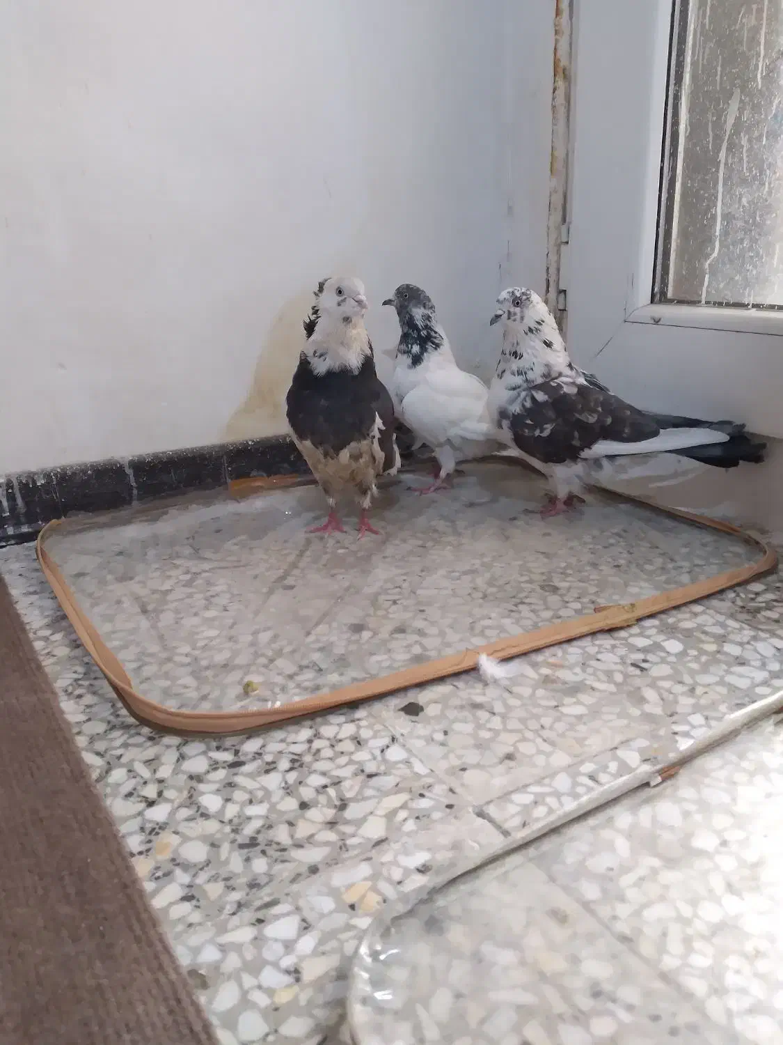 سه عدد کفتر پرشی خال ساعتی ملقی عتیقه|پرنده|فولادشهر, مسکن مهر فولادشهر|دیوار