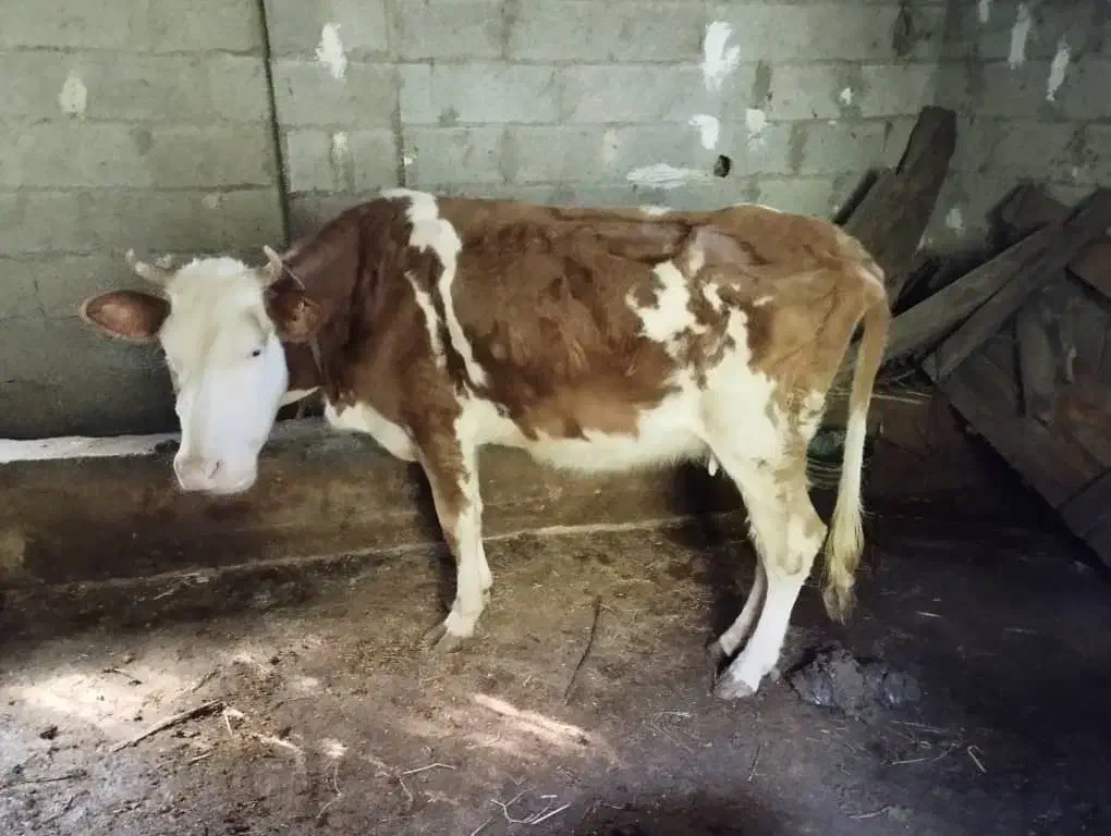 گاو هولیشناین جوان آماده|حیوانات مزرعه|رشت, بازار|دیوار