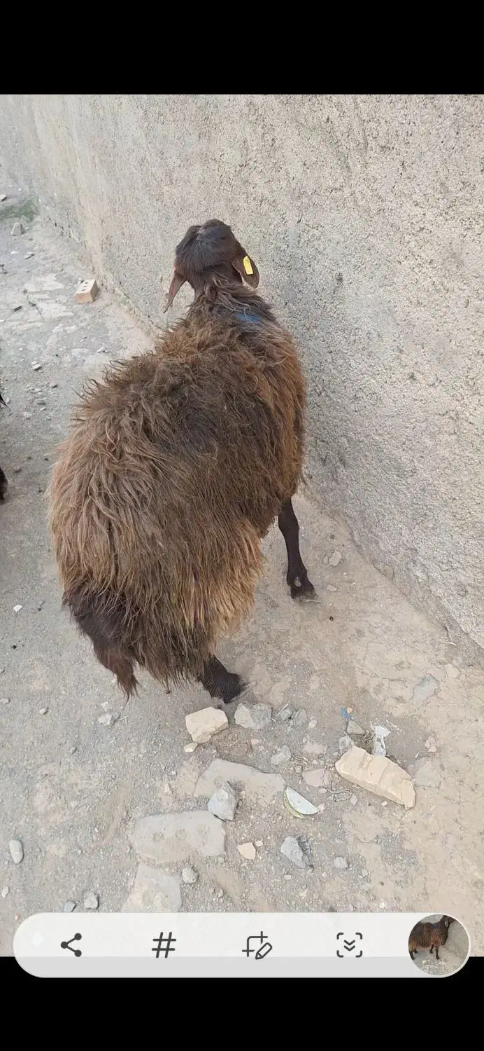 شیشک همو به شرط خون گیری|حیوانات مزرعه|اسحاق آباد, |دیوار