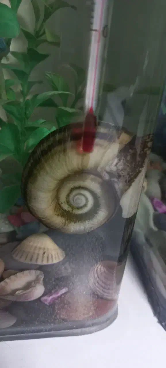 حلزون کلمبیا بزرگ|خزنده|تهران, یافت آباد جنوبی|دیوار