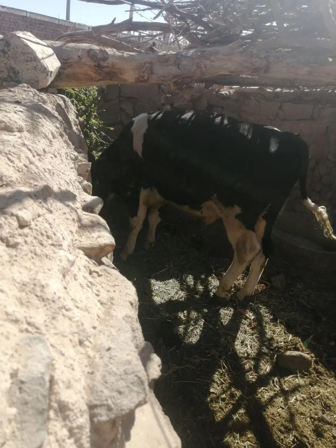 گوساله نر فروشی|حیوانات مزرعه|سربیشه, |دیوار