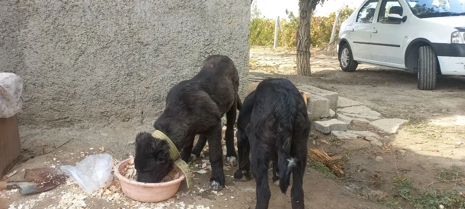 توله سگ گمشده|حیوانات|ارومیه, |دیوار