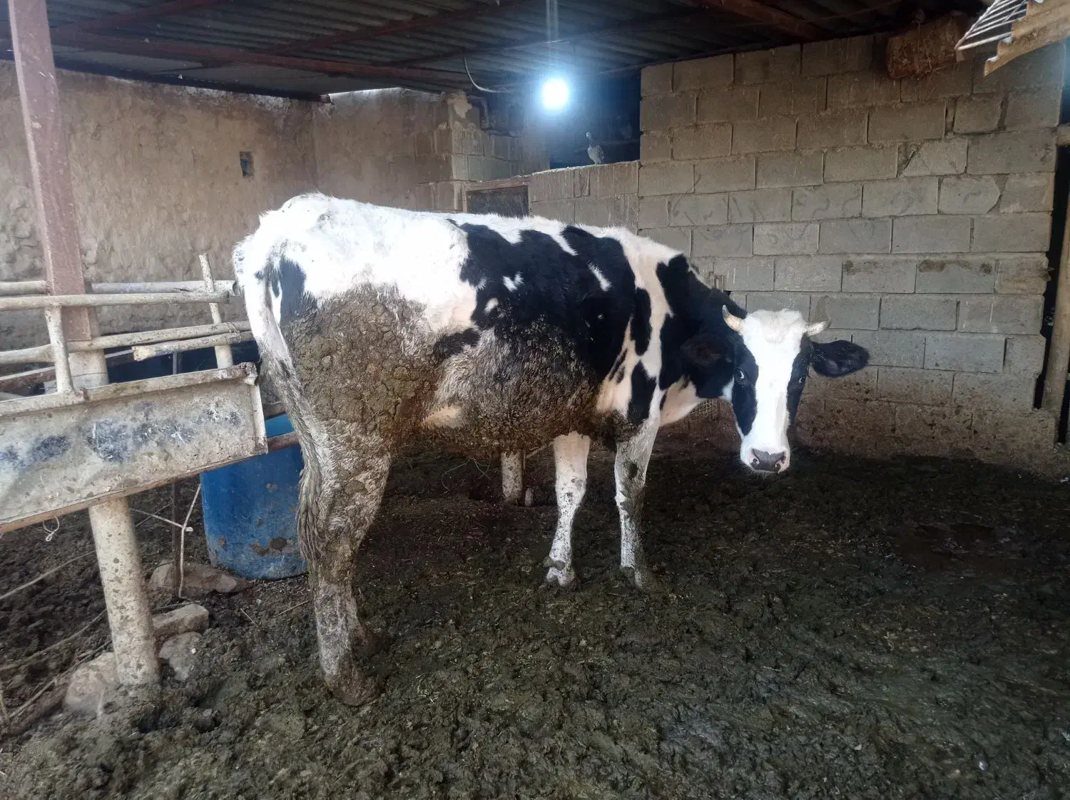 گاو ابستن 9ماه|حیوانات مزرعه|بهبهان, |دیوار