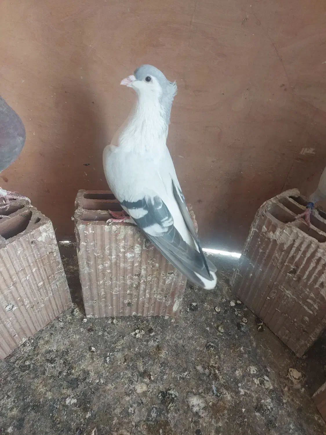 ساده امری|حیوانات|پاکدشت, پاکدشت (مامازند)|دیوار