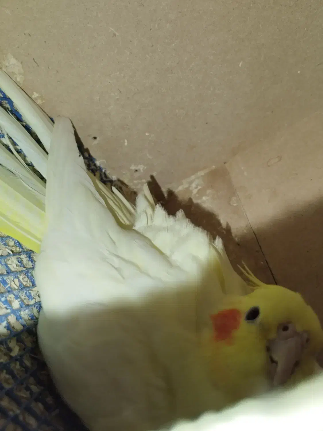 عروس هلندی رو تخم|پرنده|خرمدره, |دیوار