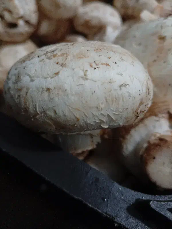 قارچ خوراکی|خوردنی و آشامیدنی|رشت, کوی طالقانی|دیوار