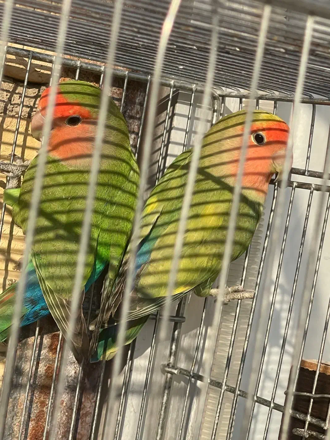 پرنده طوطی|پرنده|جوانرود, |دیوار