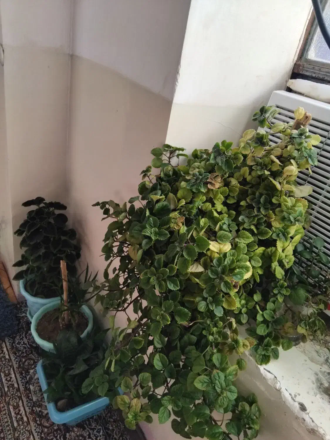 گل وگلدان|گل و گیاه طبیعی|آبدانان, |دیوار