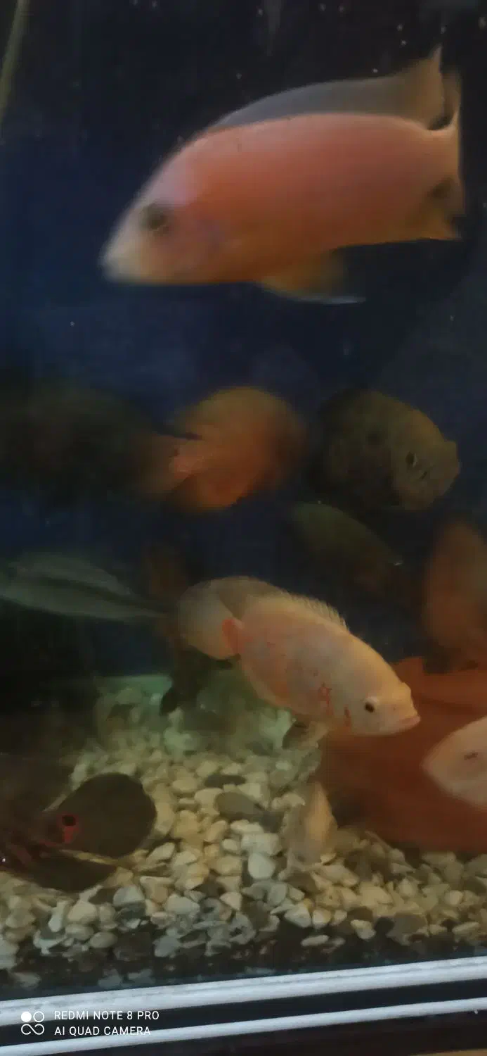 انواع و اقسام ماهی گوشتخوار|ماهی|بندرعباس, |دیوار