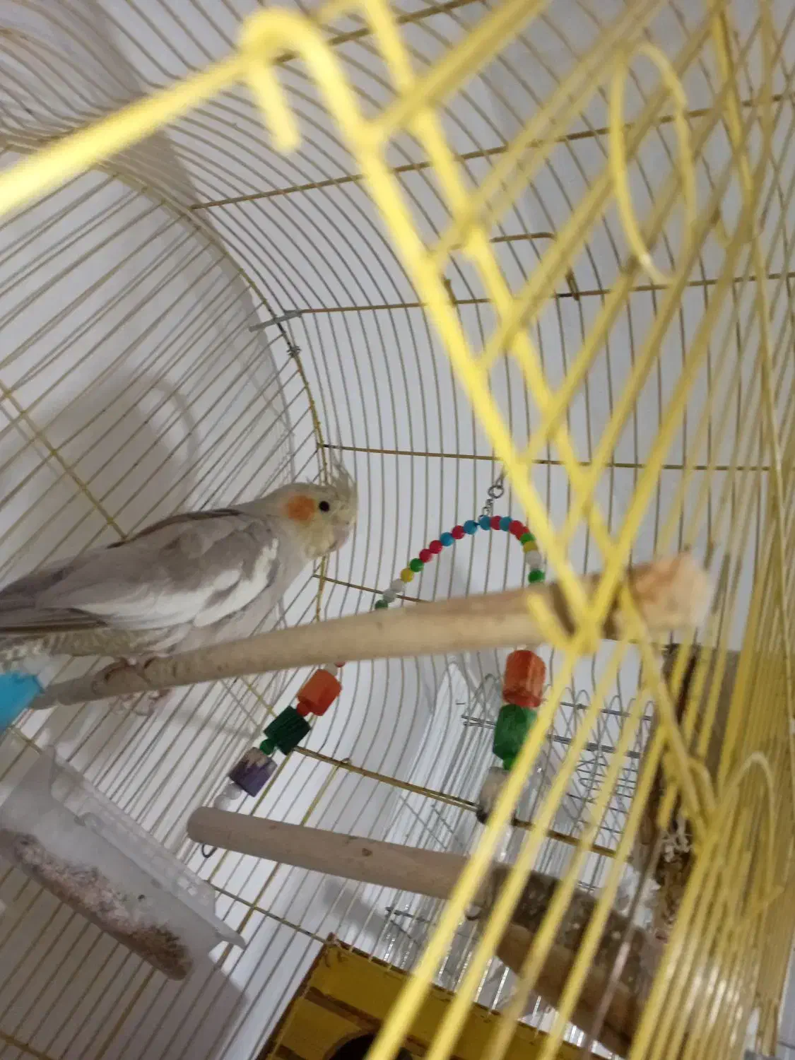 یک جفت عروس هلندی مولد|پرنده|پاکدشت, پاکدشت (مامازند)|دیوار