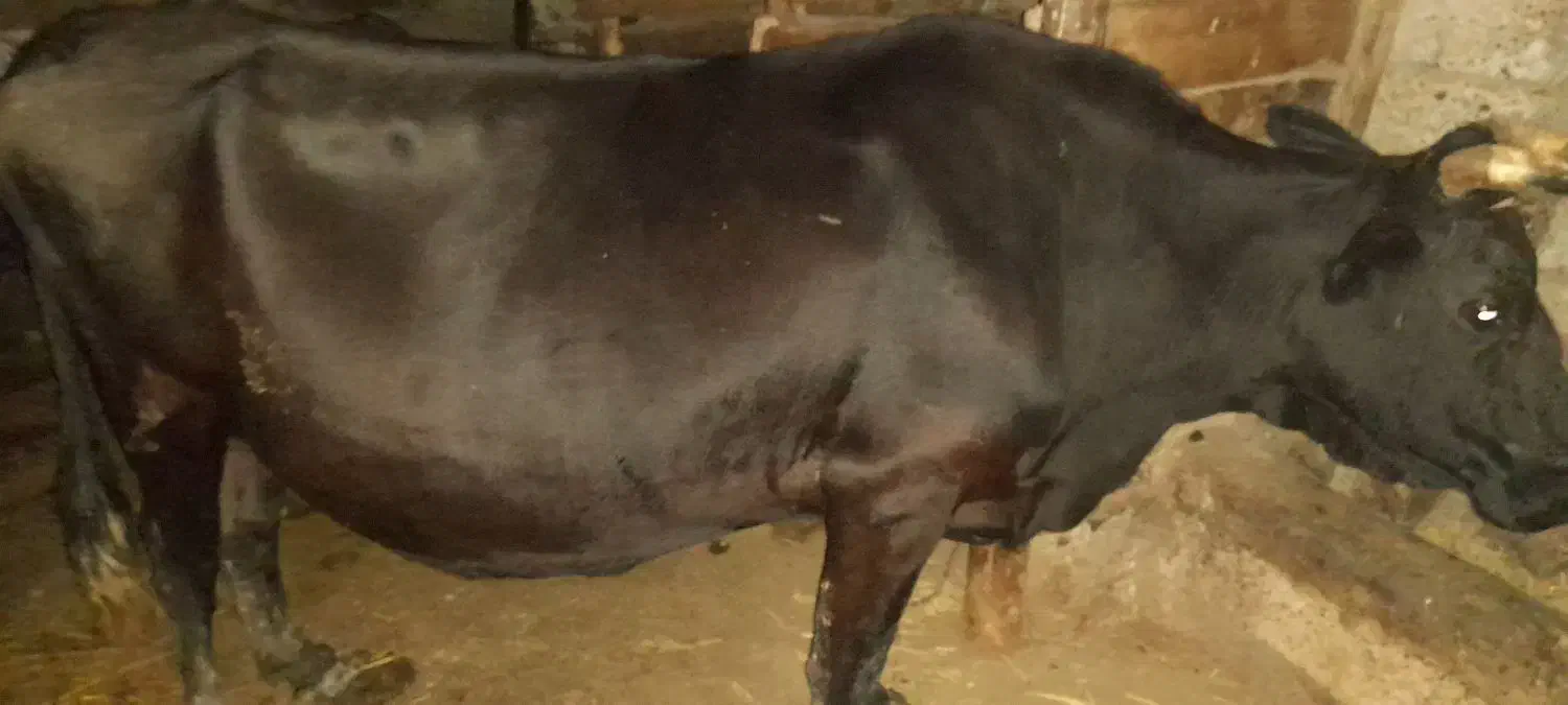 فروش گاو دورگه اصیل|حیوانات مزرعه|توتکابن, |دیوار