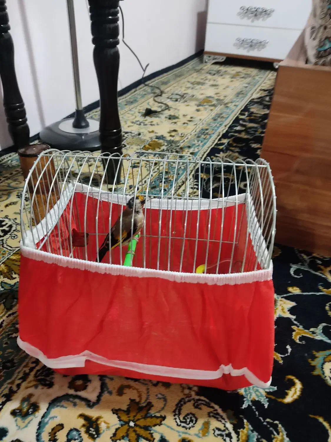 سهره ۳سال قفس|پرنده|کرمانشاه, |دیوار