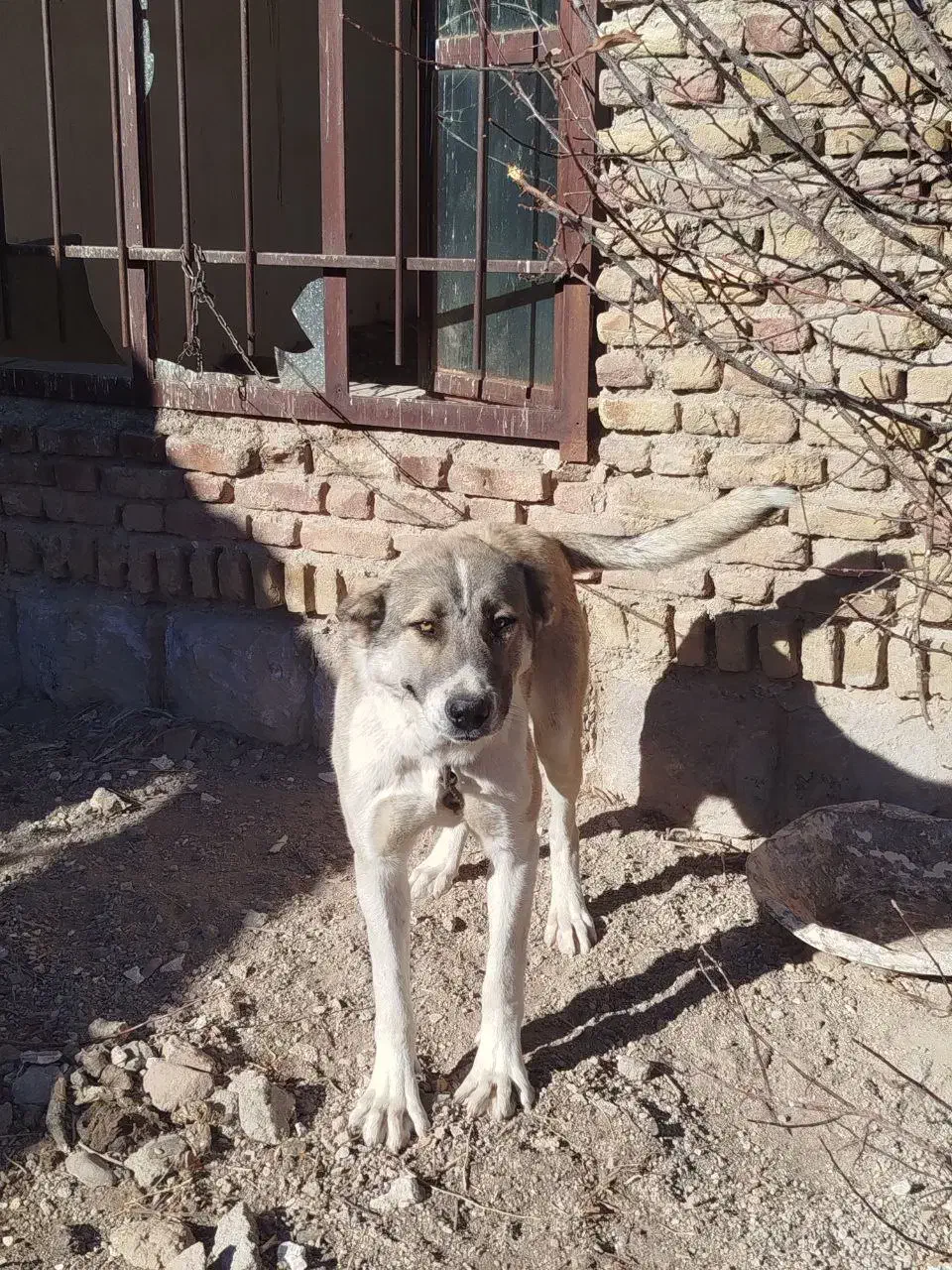 سگ قله|سگ|مراغه, |دیوار