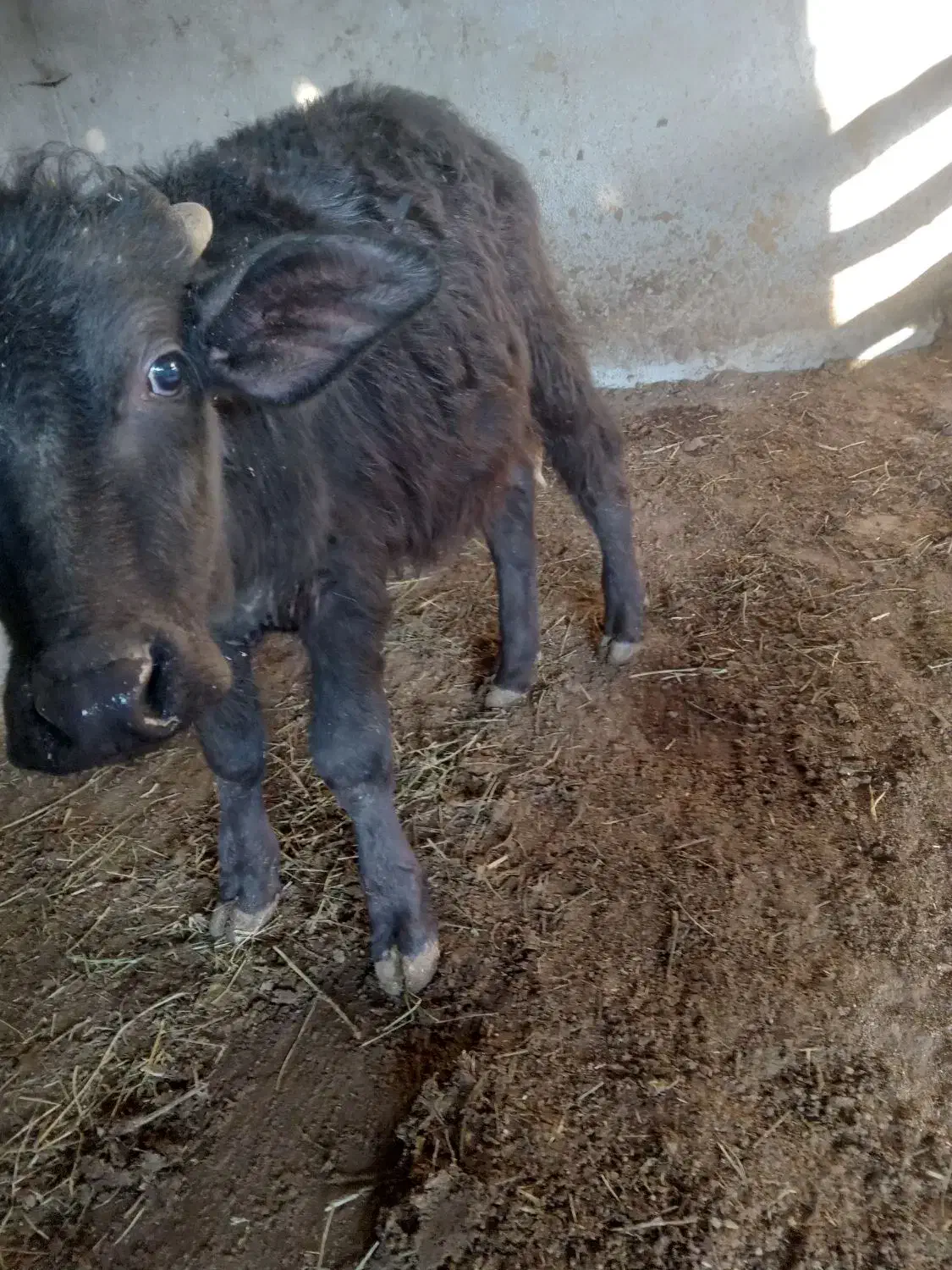 گوساله نر گاو میش|حیوانات مزرعه|اسکو, |دیوار