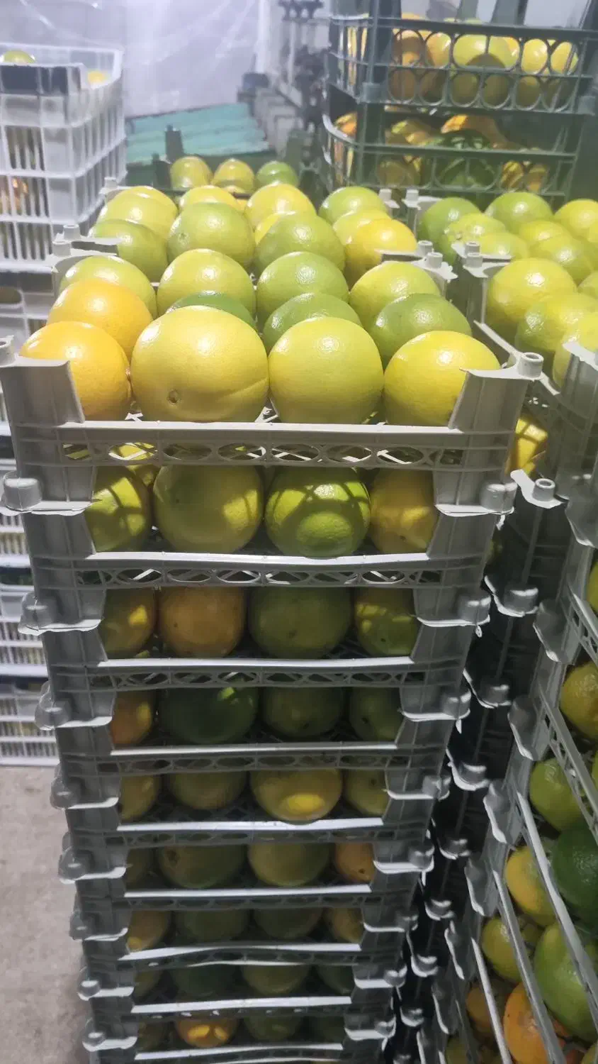 سورتینگ|فروشگاه و مغازه|قائمشهر, |دیوار