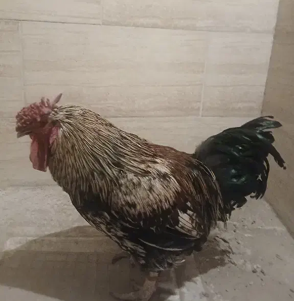 خروس چل جیر|حیوانات مزرعه|خمینی‌شهر, |دیوار