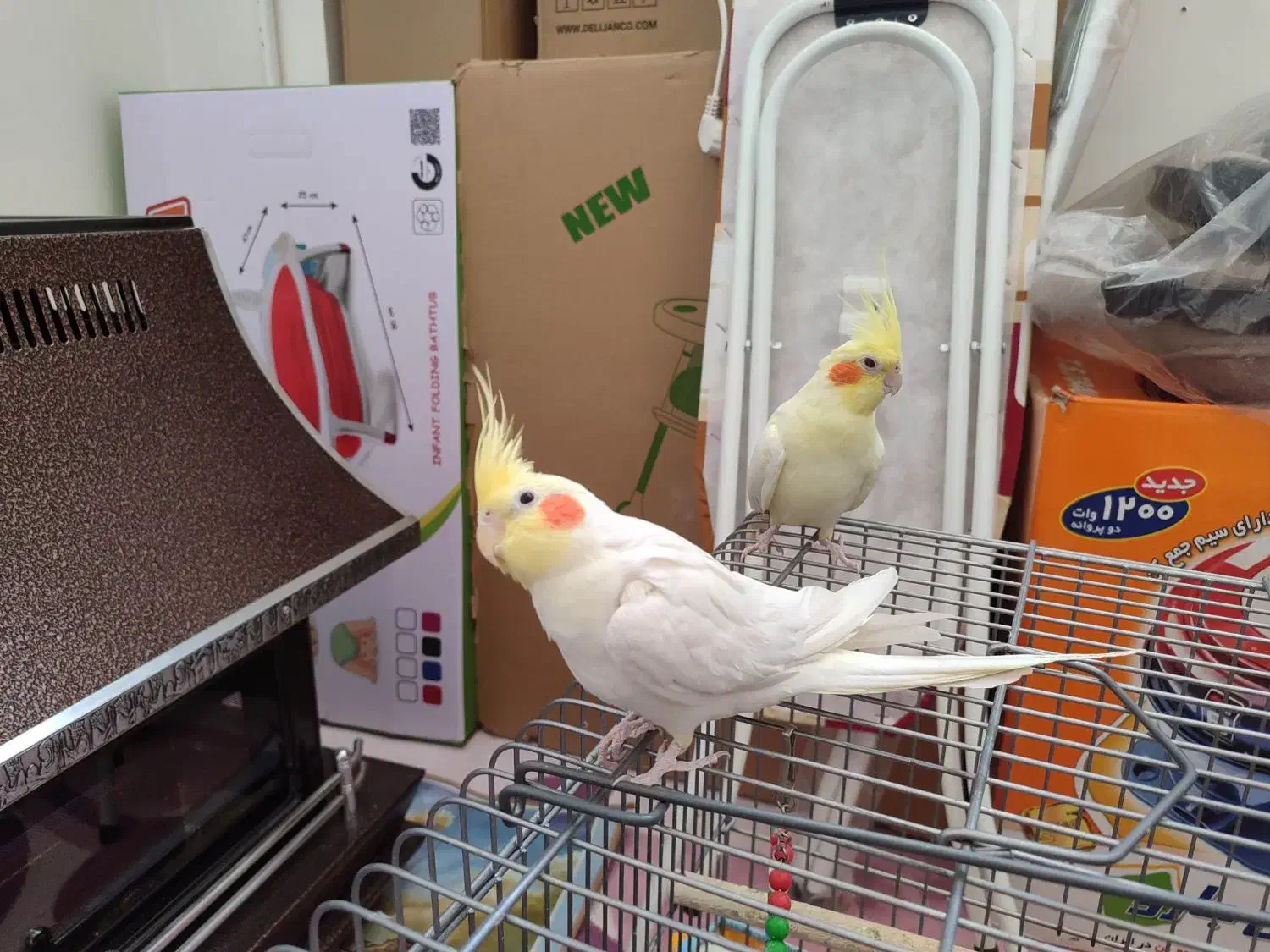 یک جفت عروس هلندی لوتینو|پرنده|شهرضا, |دیوار