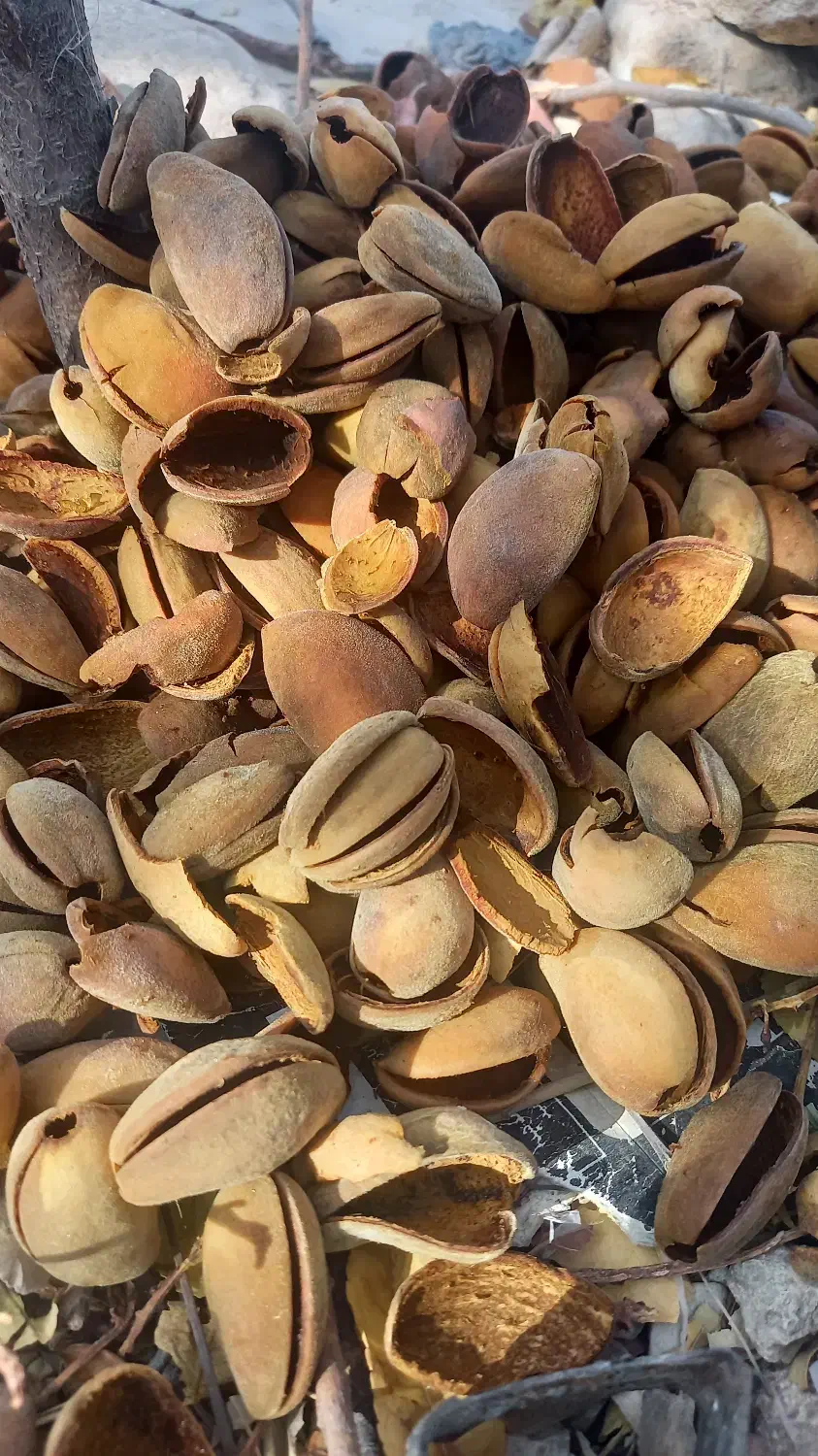 پوست بادام|خوردنی و آشامیدنی|دشمن زیاری, |دیوار