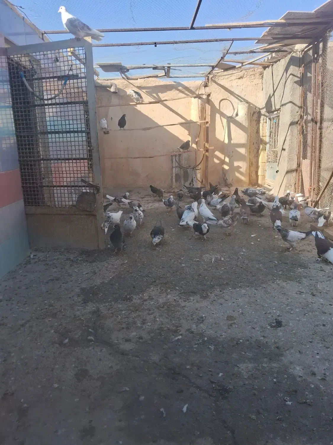 کبوترپرشی|پرنده|قم, نوبهار|دیوار