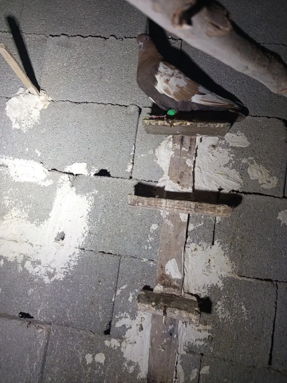 کبوتر|پرنده|برازجان, |دیوار