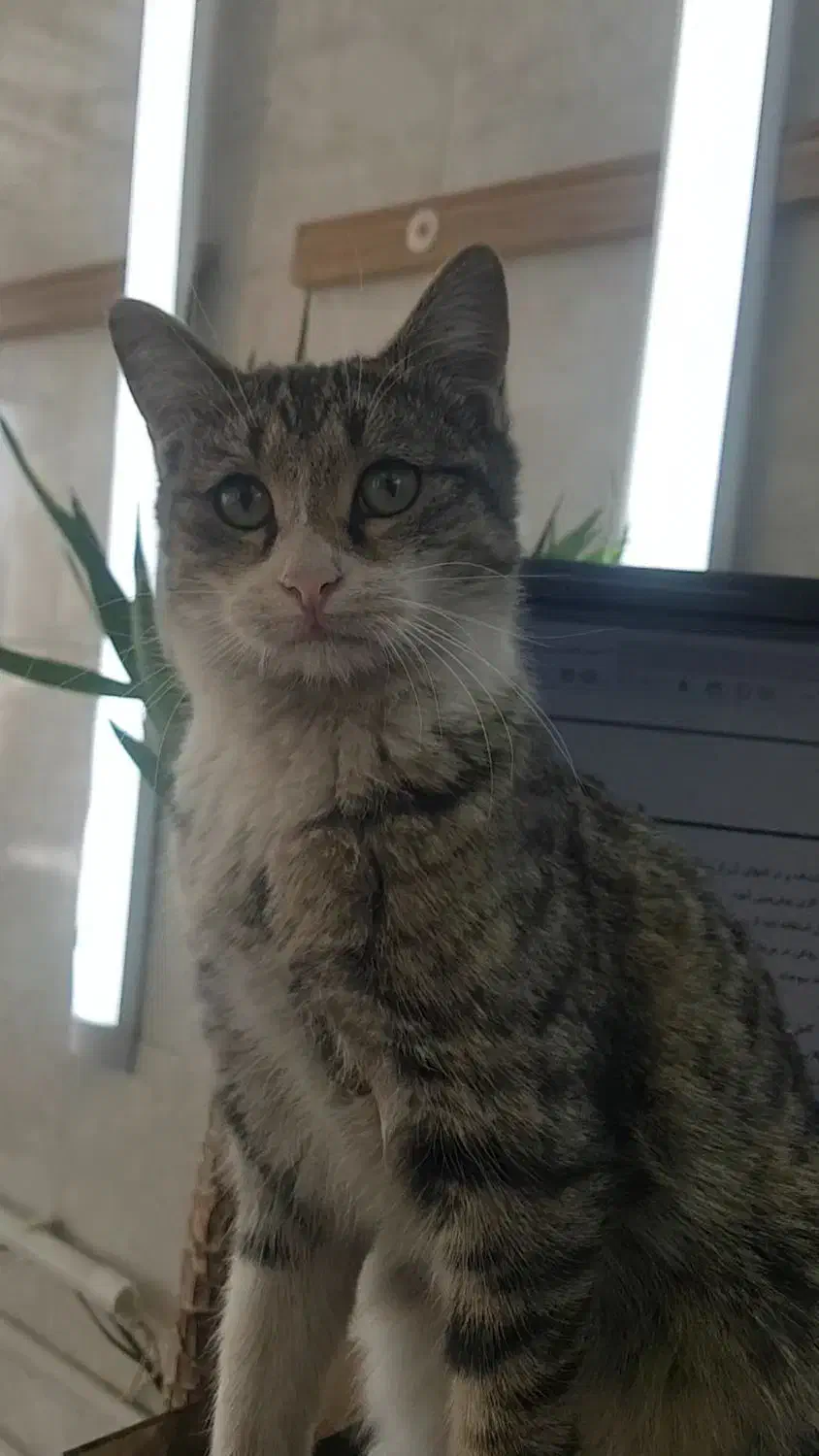 واگذاری رایگان دو بچه گربه نر ۶ ماهه و ماده ۴ ماهه|گربه|شاهین‌شهر, بنیاد ازدواج|دیوار