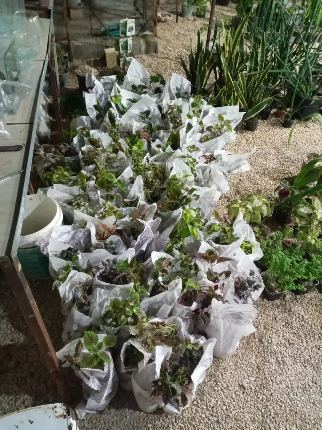 بار آپارتمانی جدید رسید|گل و گیاه طبیعی|جم, |دیوار