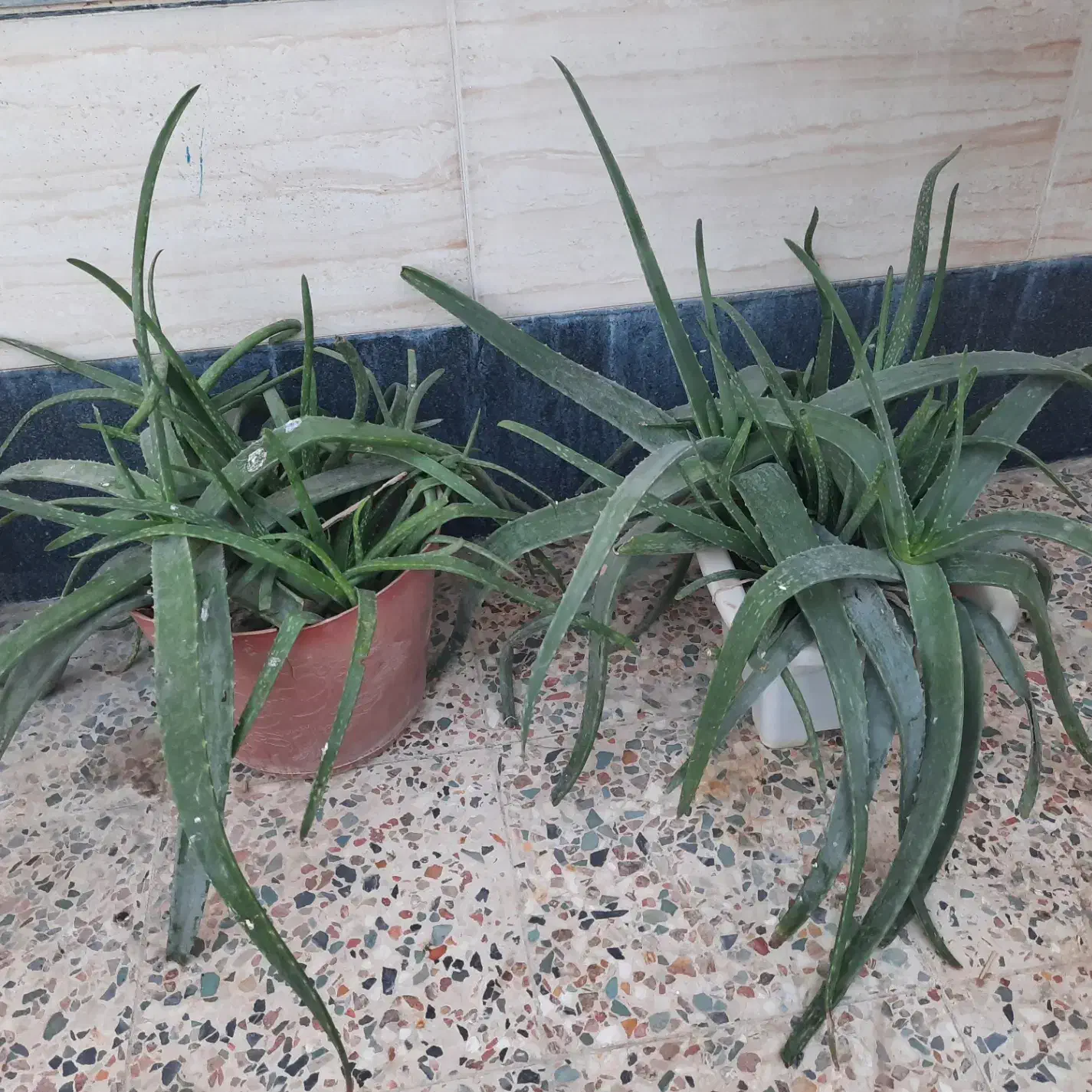 گل و گیاه|گل و گیاه طبیعی|ایذه, |دیوار