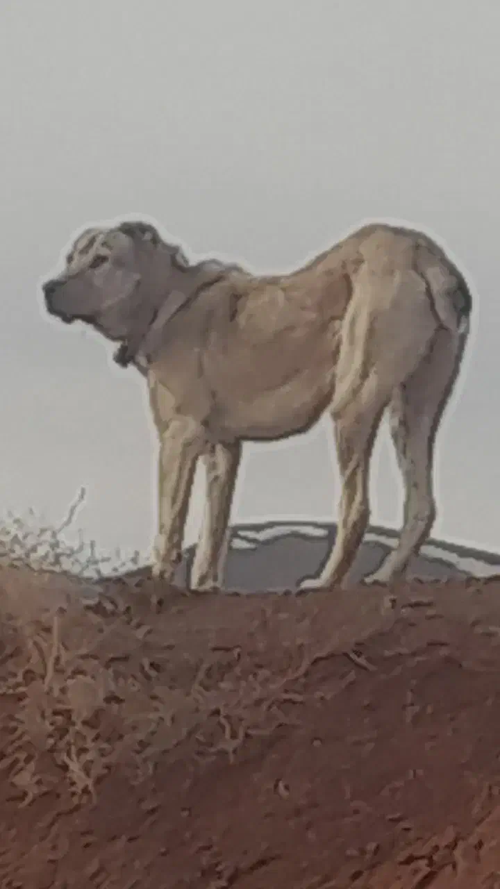 سگ گله|سگ|تربت جام, حافظ|دیوار