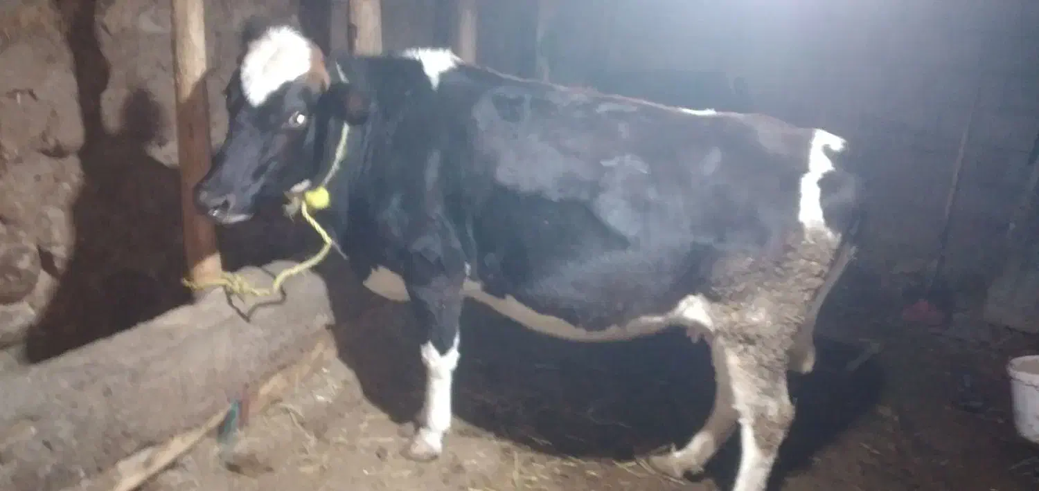 ۱۵۰۰۰۰۰۰۰|حیوانات مزرعه|مشگین شهر, |دیوار