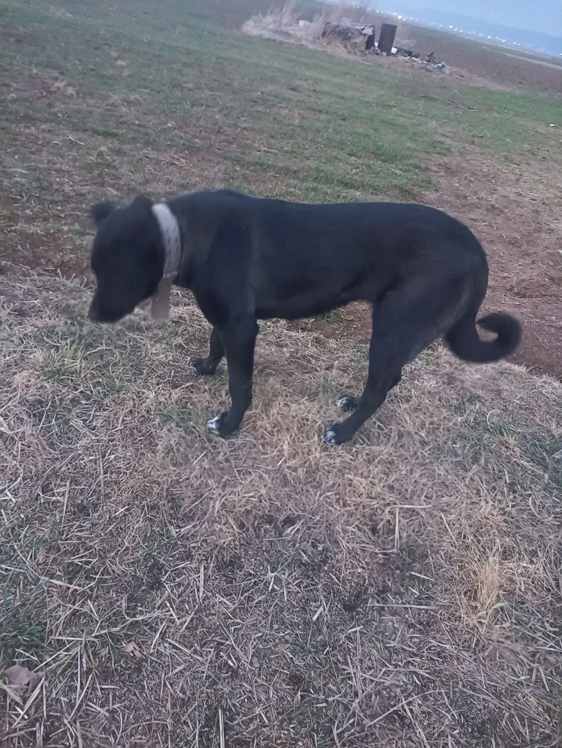 سرابی|سگ|کنگاور, |دیوار