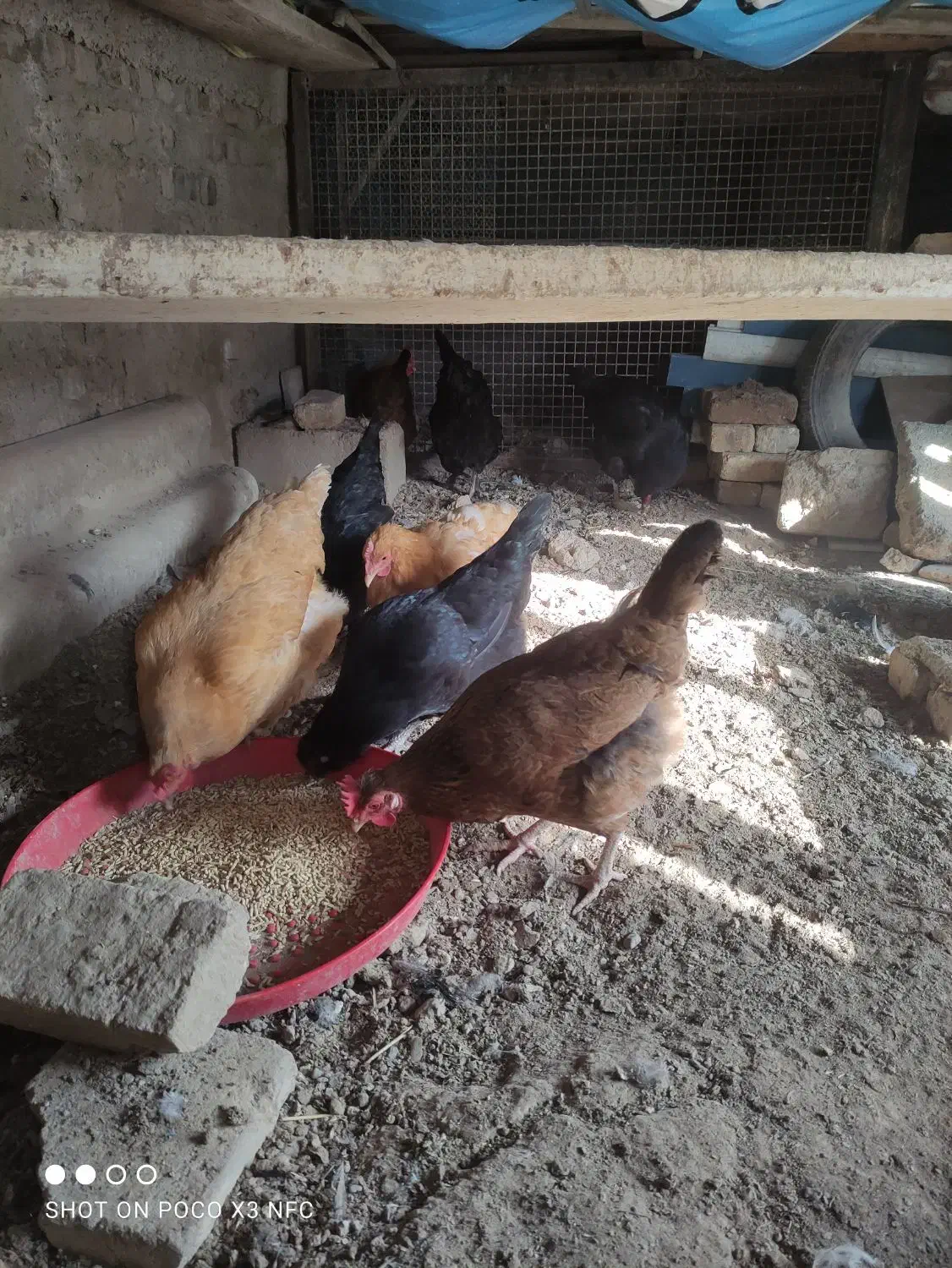 ۱۰تا مرغ و خروس جوان خوشگل تخمگذار|حیوانات مزرعه|صوفیان, |دیوار
